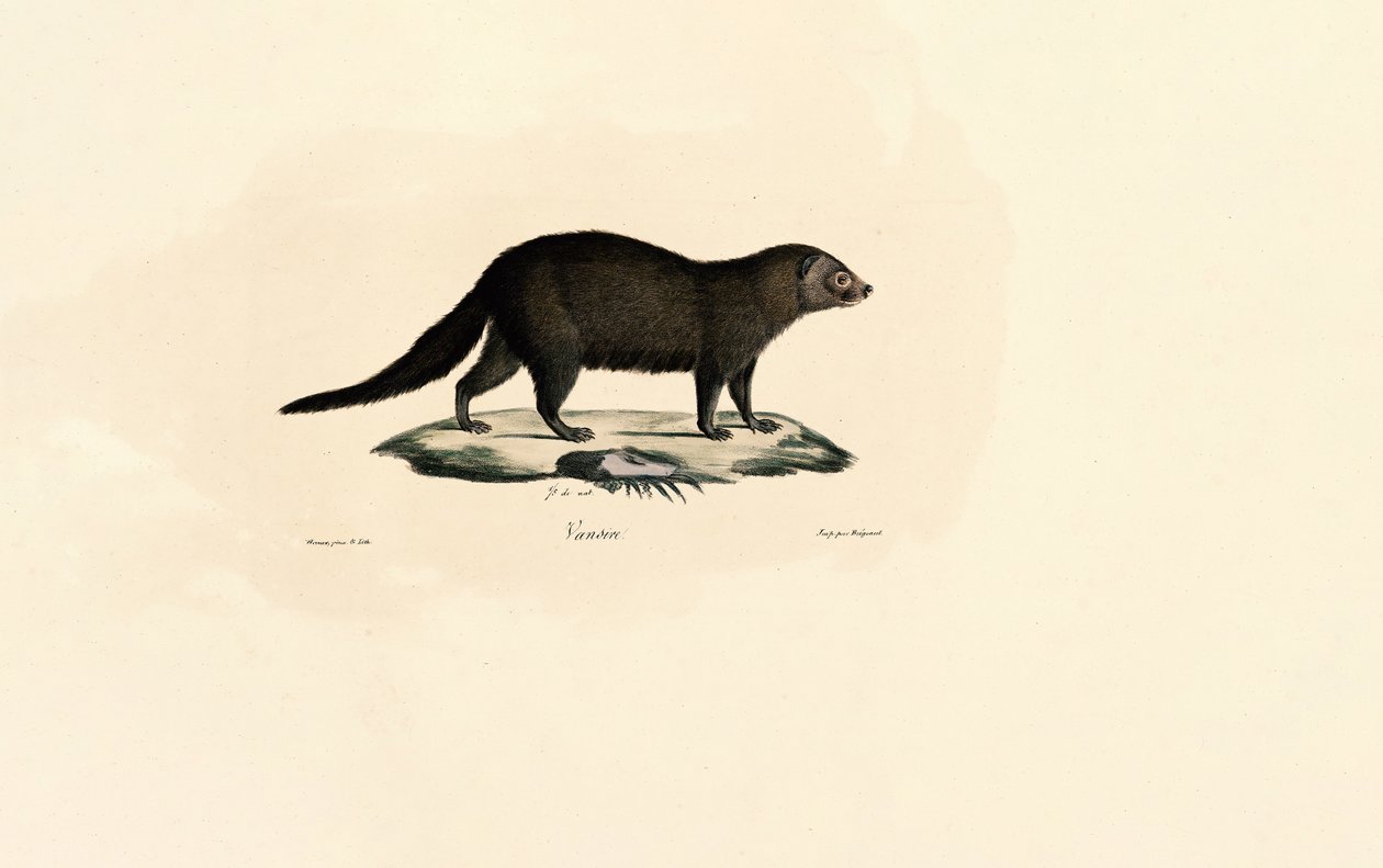 Sydamerikansk Tayra av Jacques Christophe Werner
