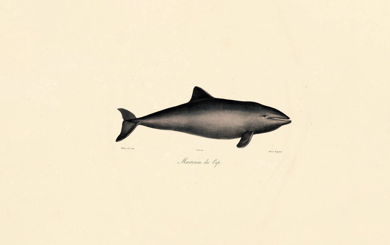 Sydlig rätval Delfin av Jacques Christophe Werner