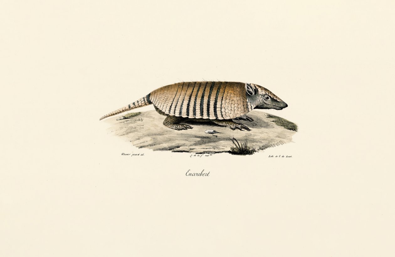 Södra trebandade bältdjuret av Jacques Christophe Werner