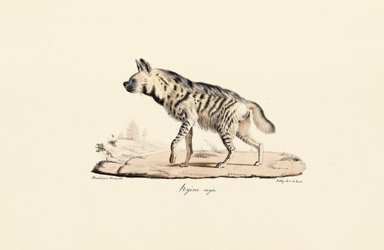 Randig hyena av Jacques Christophe Werner