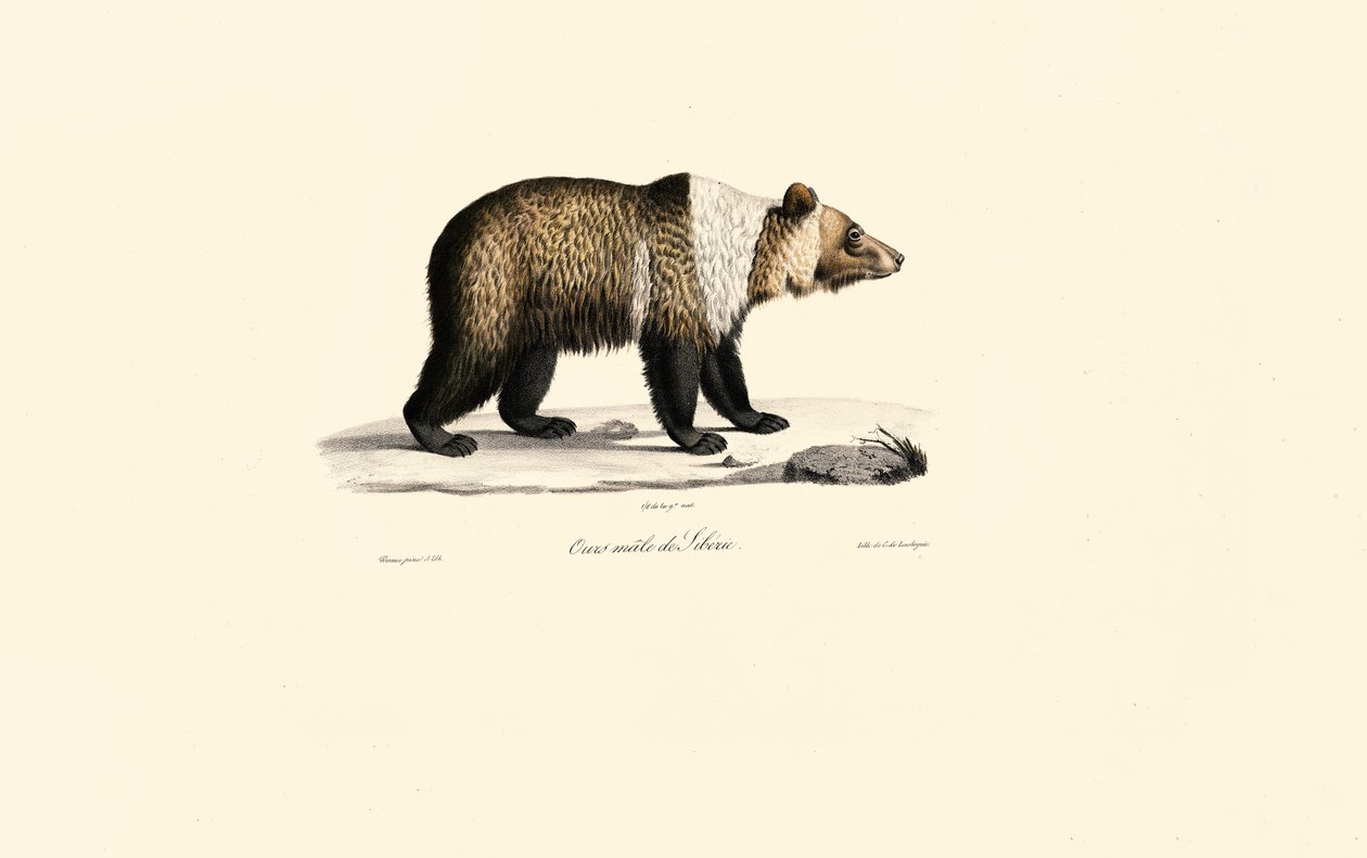Syrisk brunbjörn (Ursus arctos syriacus) av Jacques Christophe Werner