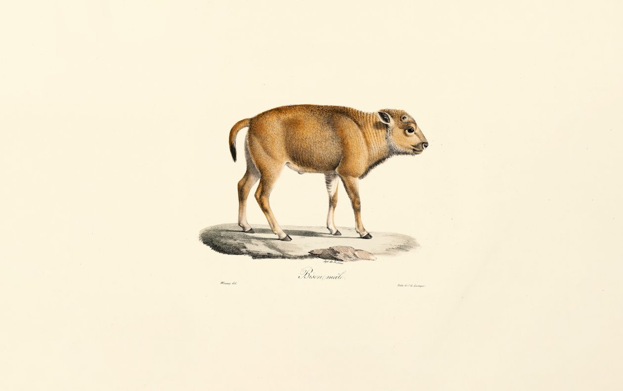 Takin (Budorcas taxicolor) av Jacques Christophe Werner
