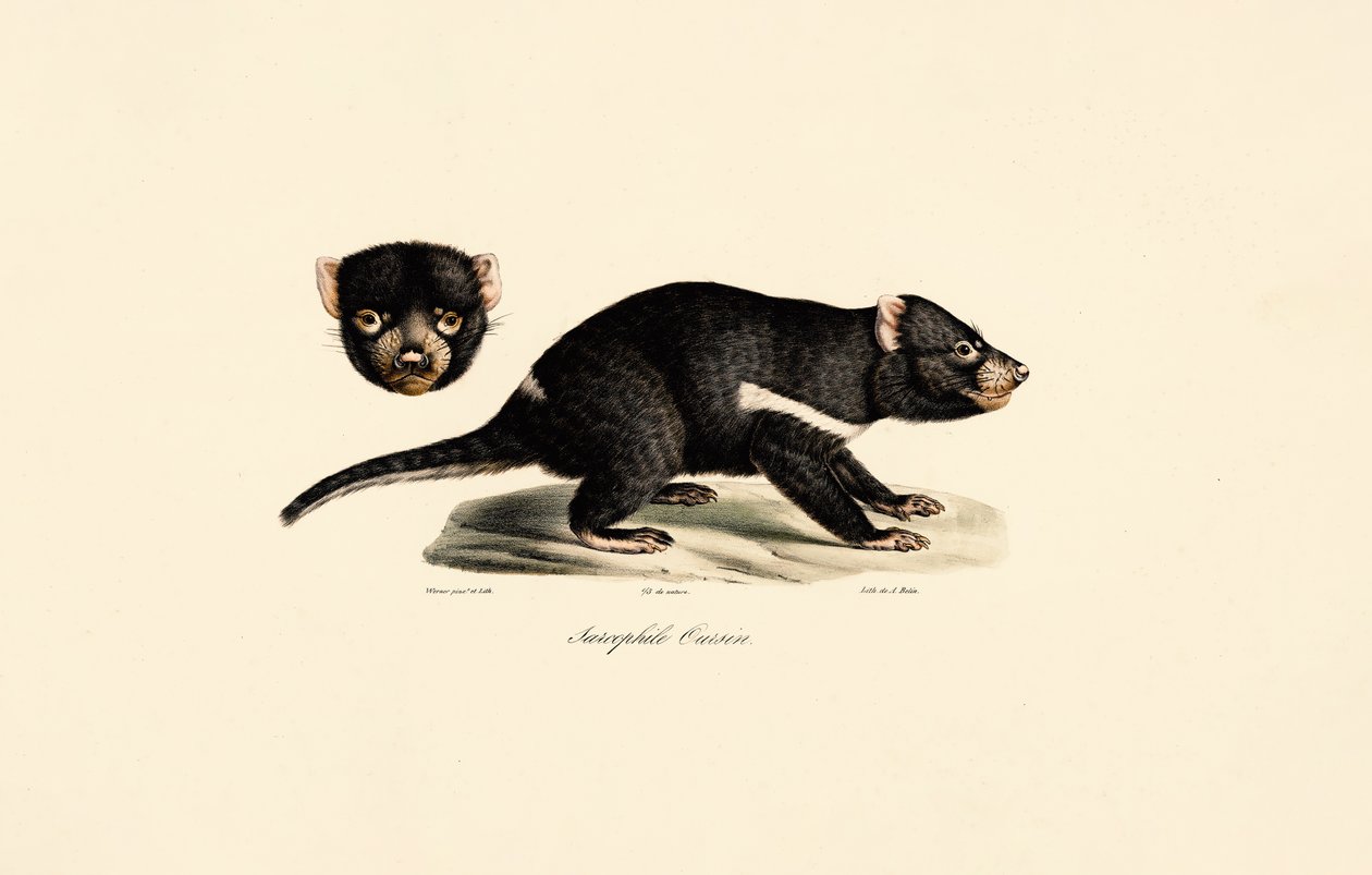  av Jacques Christophe Werner