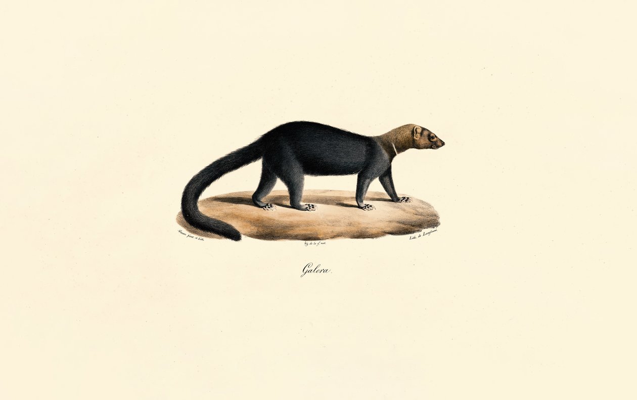 Tayra av Jacques Christophe Werner