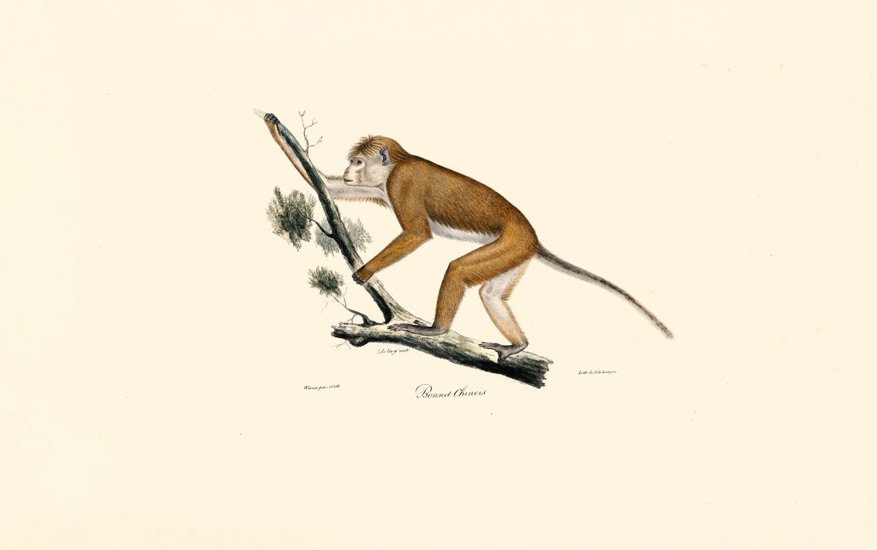 Tibetansk makak av Jacques Christophe Werner