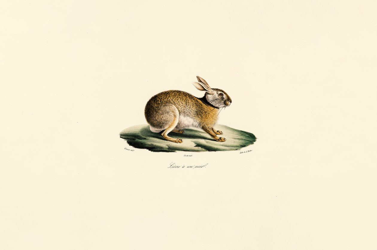 Tolai-hare (svarthalsad hare) av Jacques Christophe Werner