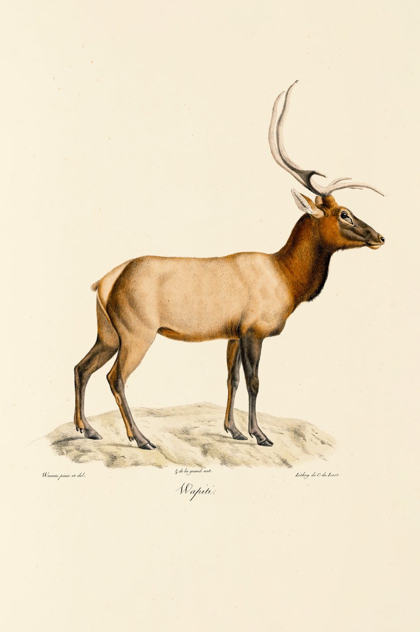 Wapiti av Jacques Christophe Werner