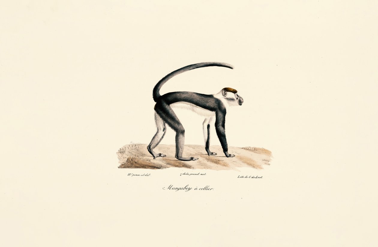 Mangabey med vit krage (Cercocebus torquatus) av Jacques Christophe Werner