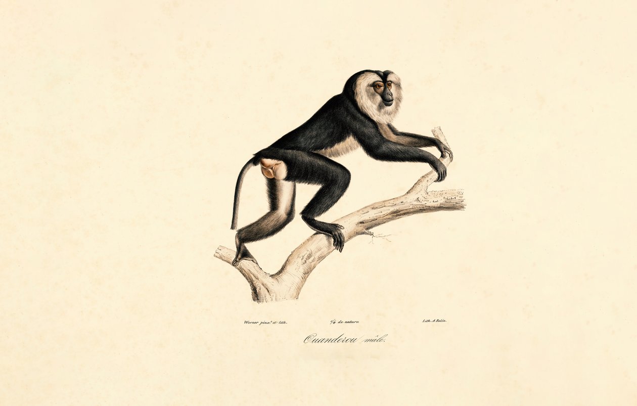 Mangabey med vit krage (hane) av Jacques Christophe Werner