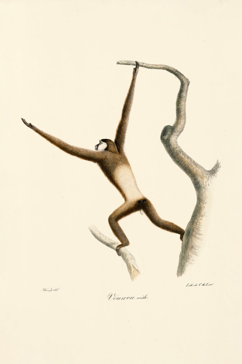 Vithandad gibbon (Hylobates lar) av Jacques Christophe Werner