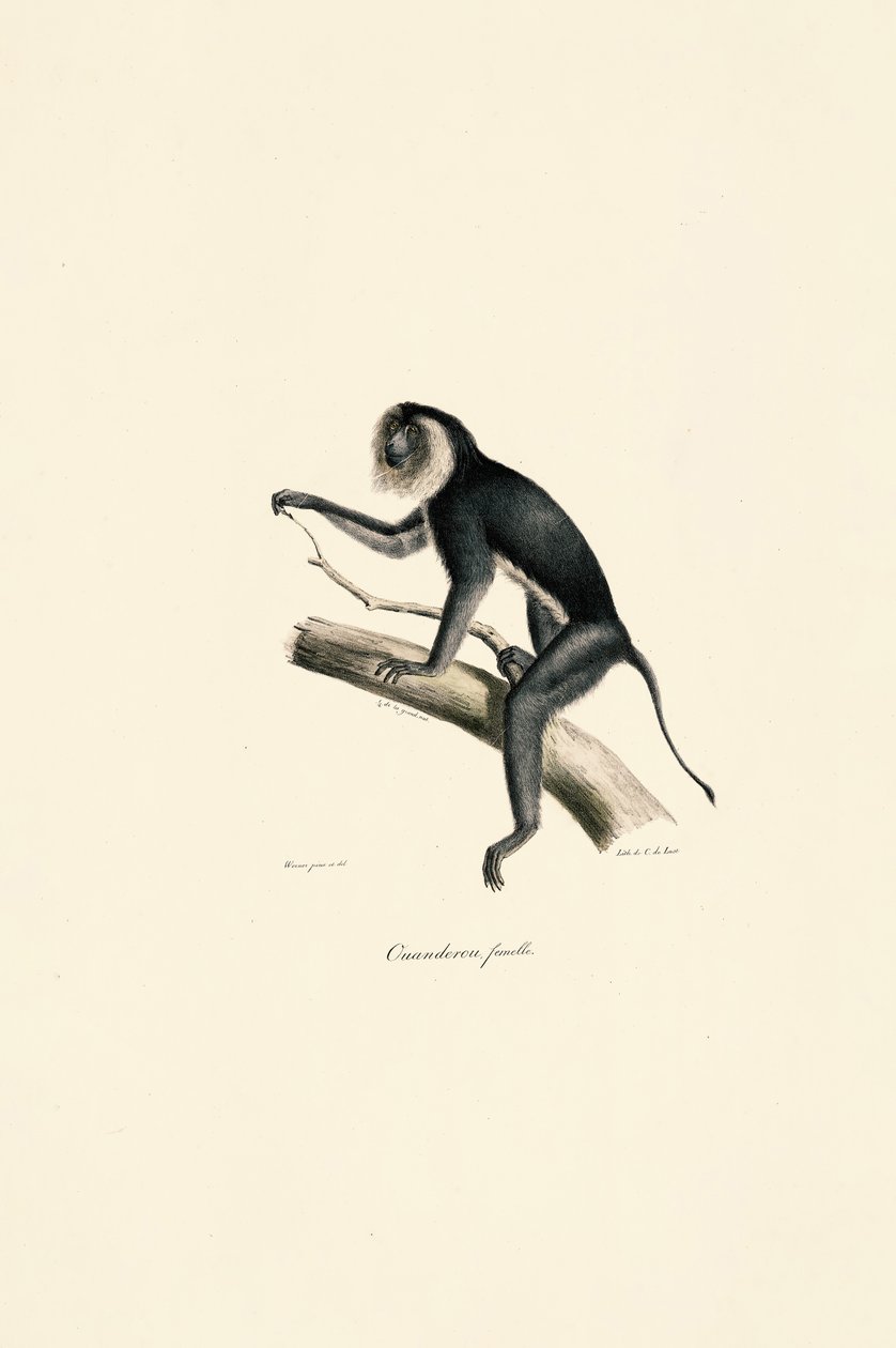 Vitskuldrad marmoset (hona) av Jacques Christophe Werner