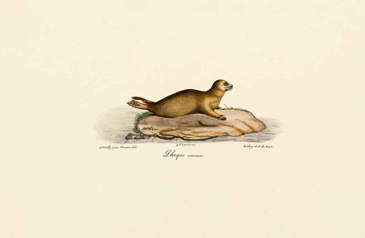  av Jacques Christophe Werner