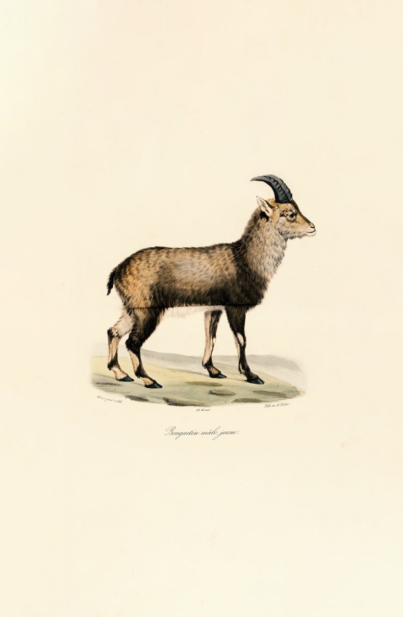 Ung hane av alpin stenbock av Jacques Christophe Werner