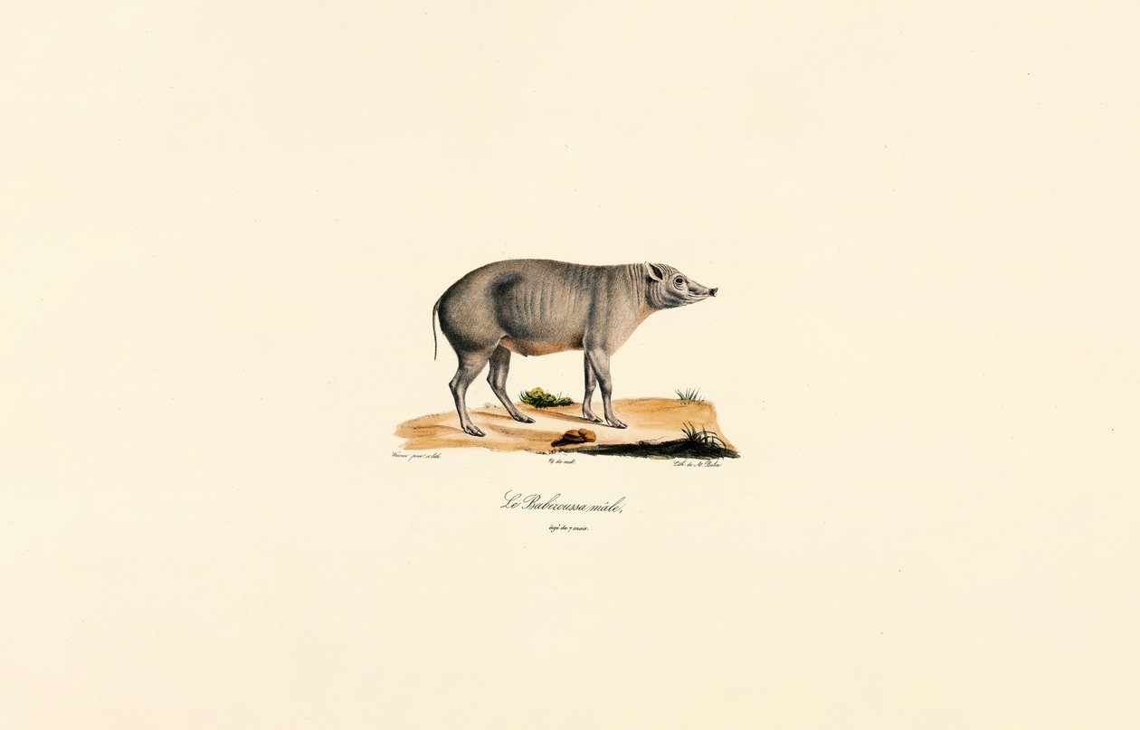 Ung man Babirusa av Jacques Christophe Werner