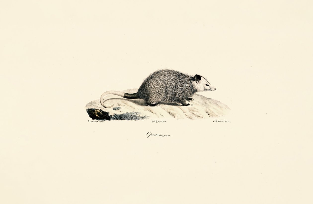 Ung opossum av Jacques Christophe Werner