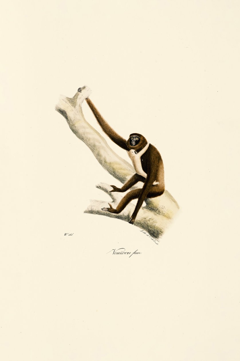 Ung vithandad gibbon (Hylobates lar) av Jacques Christophe Werner