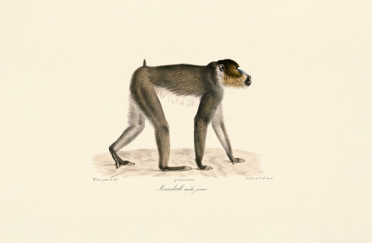Ung hane Mandrill av Jacques Christophe Werner