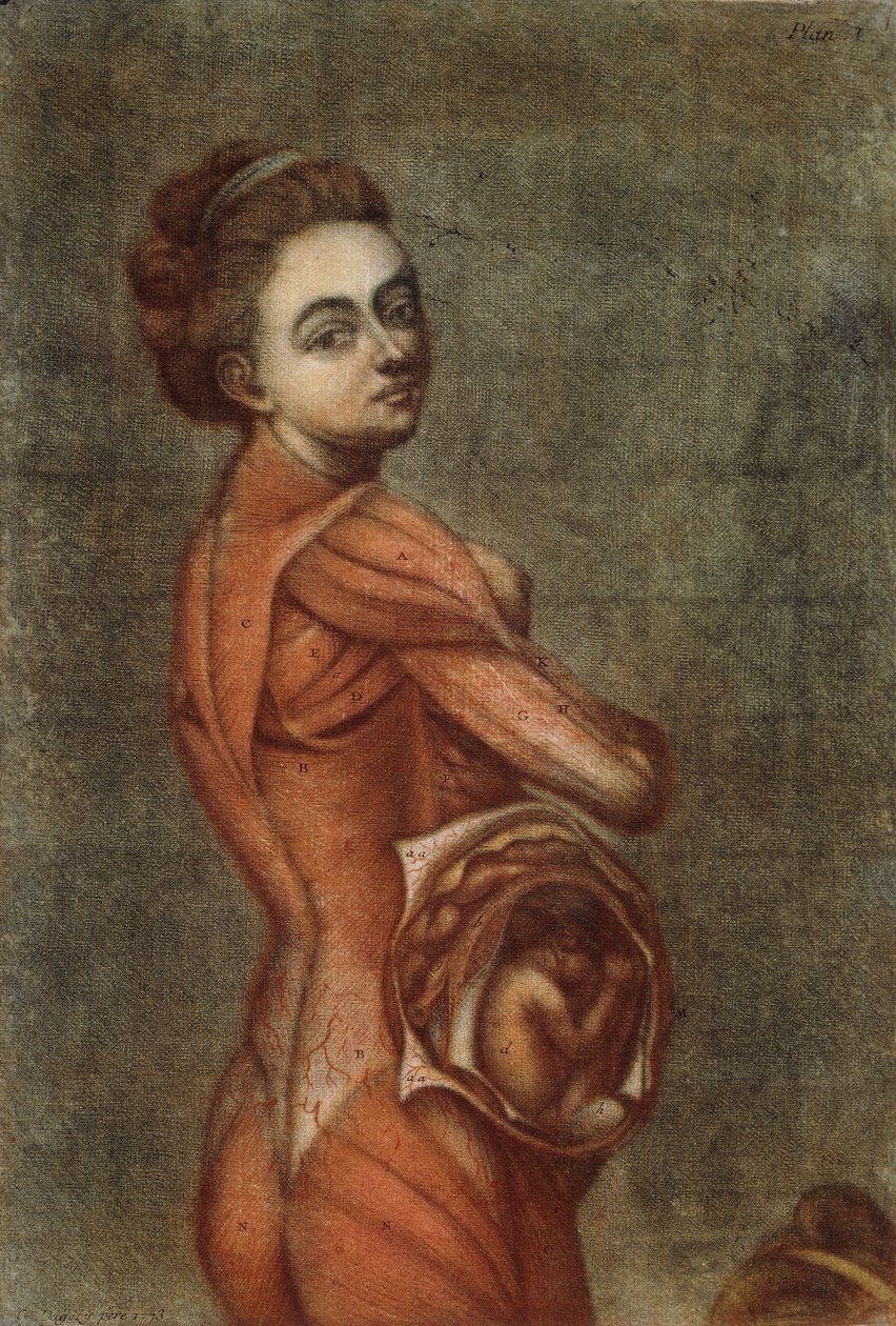 Anatomisk illustration i färg av en gravid kvinna, 1778 av Jacques Fabien Gautier dAgoty