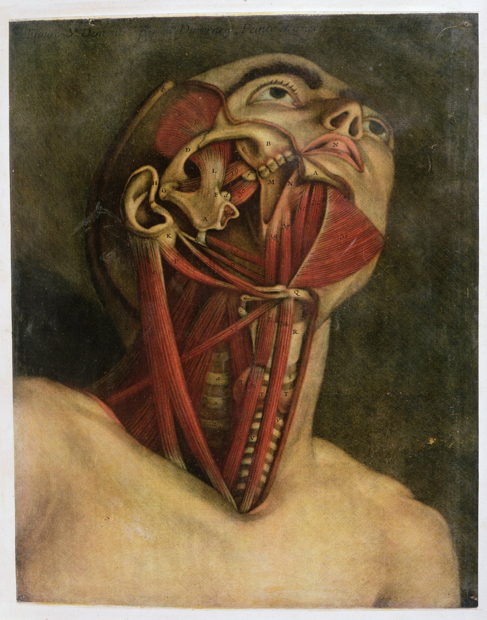 Tvärsnitt av höger sida av halsen och ansiktet, c.1745 (mezziotint) av Jacques Fabien Gautier d