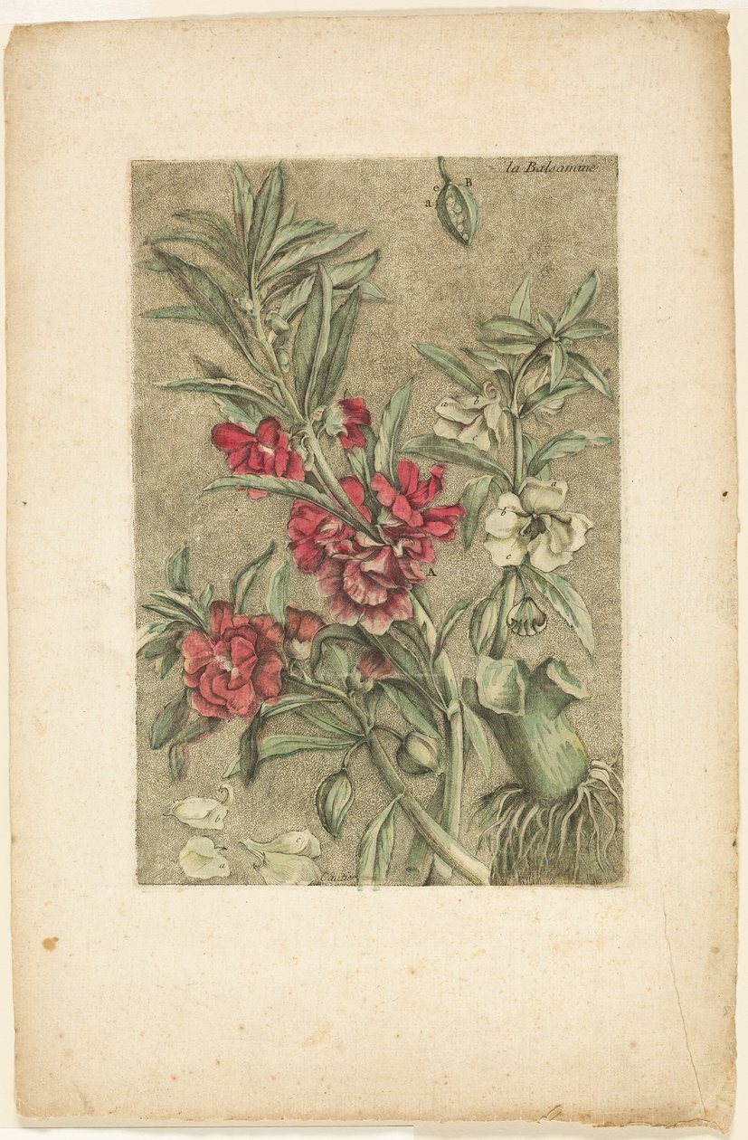 Impatiens, från Collection des plantes usuelles, curieuses, et étrangères av Jacques Fabien Gautier d