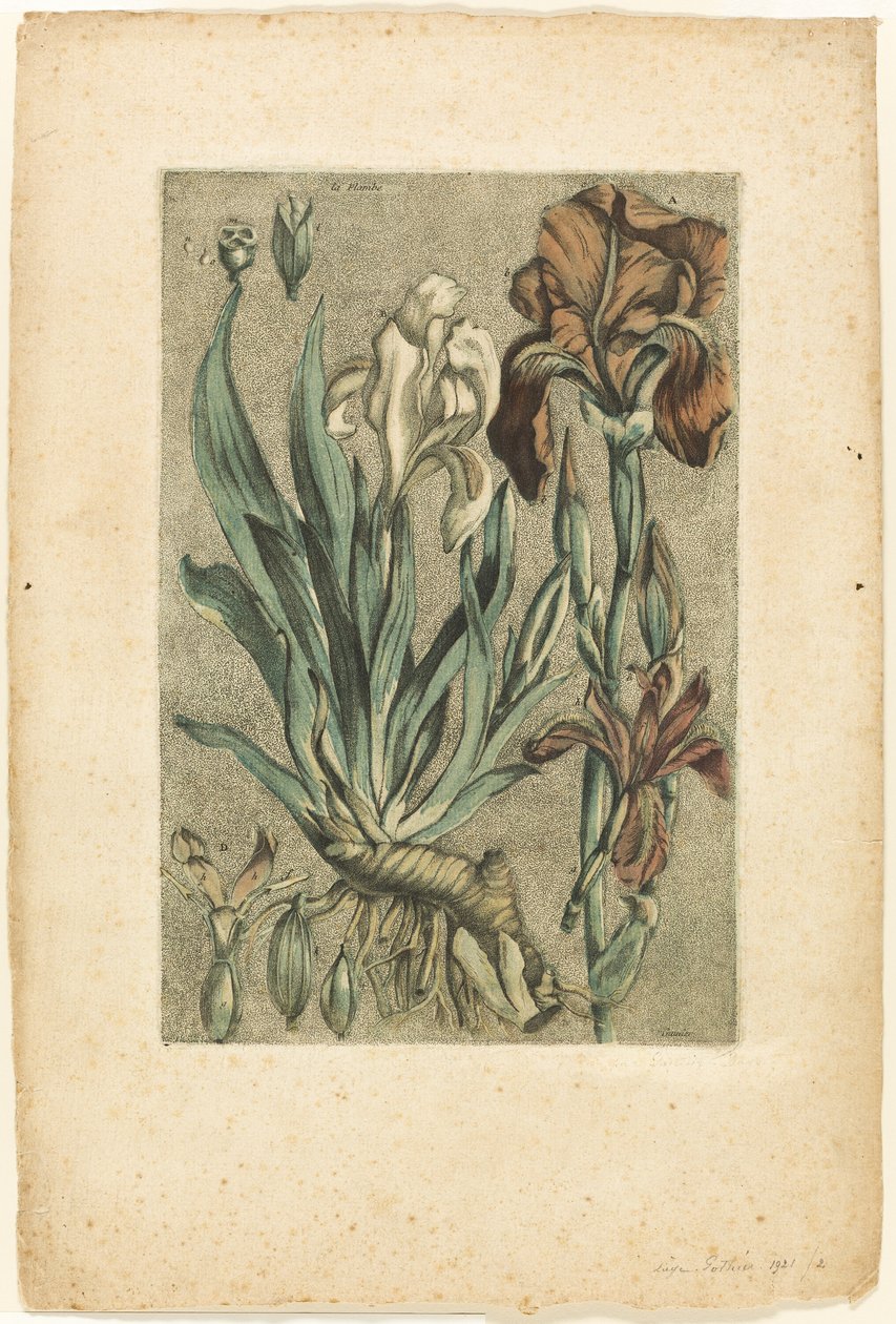 Iris Florentina, från Collection des plantes usuelles, curieuses, et étrangères av Jacques Fabien Gautier d