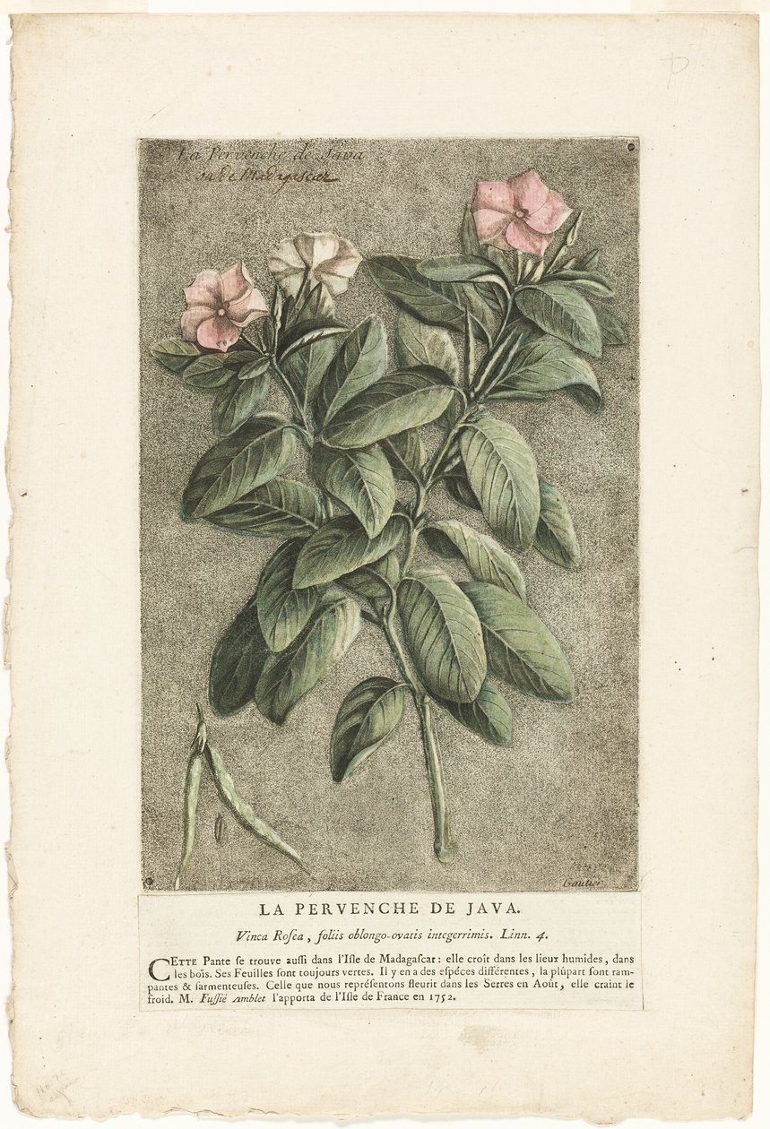 The Periwinkle of Java, från Collection of Usual, Curious, and Foreign Plants (samling av vanliga, märkliga och utländska växter) av Jacques Fabien Gautier d