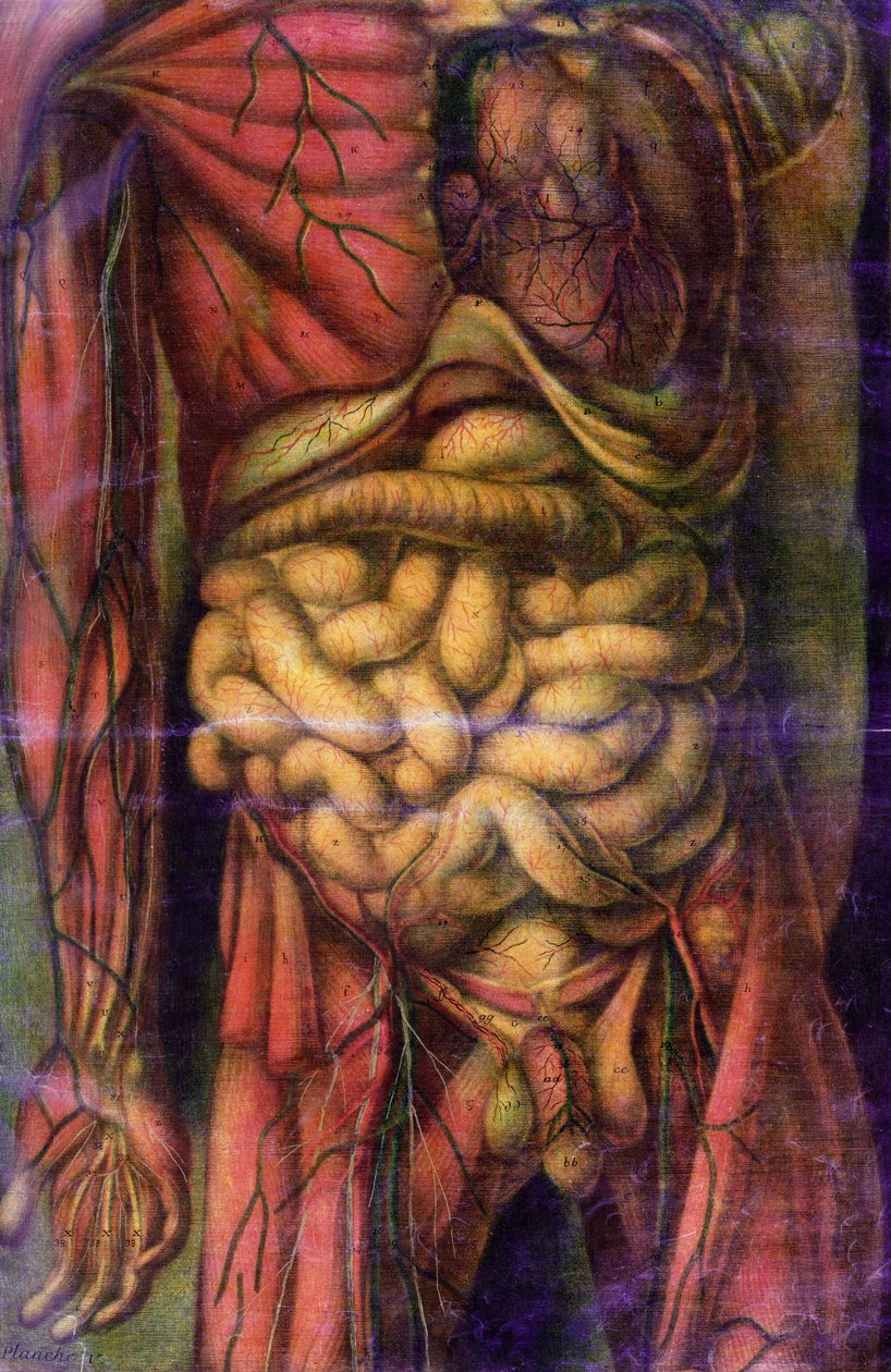 Torso av en man som visar tarmarna, från "Anatomie Generale des Visceres en Situation", 1752 (mezzotint) av Jacques Fabien Gautier d