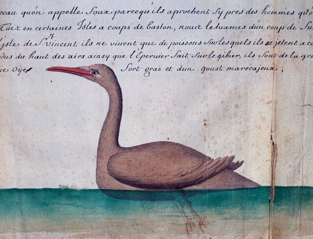 Fågel som heter Foux (Booby), ön Sao Vicente, Kap Verde, akvarell från loggbok av Jacques Gouin de Beauchesne (1652-1730), kapten på Compagnie royale de la Mer du Sud, från 1698 till 1701, Frankrike av Jacques Gouin de Beauchesne