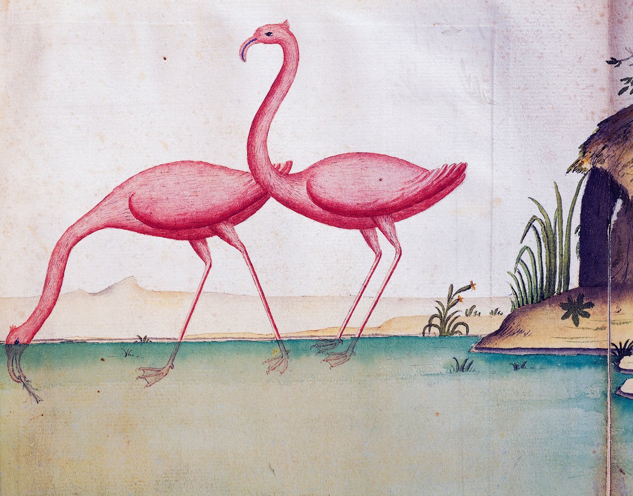 Rosa flamingos, Galapagosöarna, akvarell från loggbok av Jacques Gouin de Beauchesne (1652-1730), kapten på Compagnie royale de la Mer du Sud, från 1698 till 1701, Frankrike av Jacques Gouin de Beauchesne