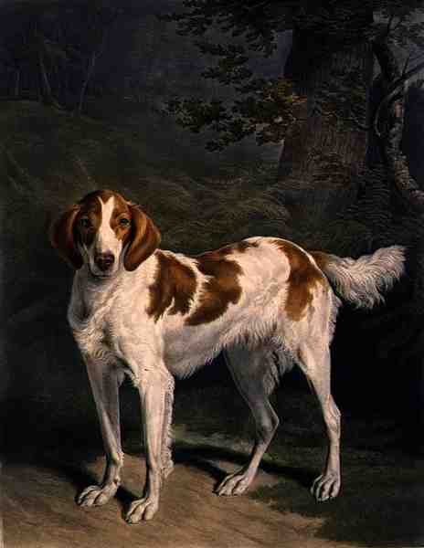 Dash, graverad av Charles Turner (1773-1857), pub. av R. Ackermann Jnr. (mezzotint gravyr) av Jacques Laurent (after) Agasse