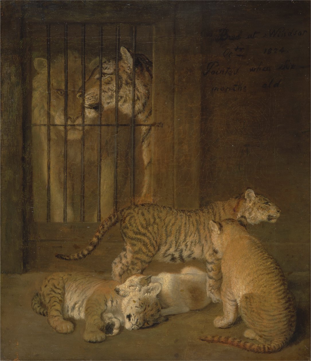 Grupp valpar som fötts upp mellan ett lejon och en tigress av Jacques Laurent Agasse