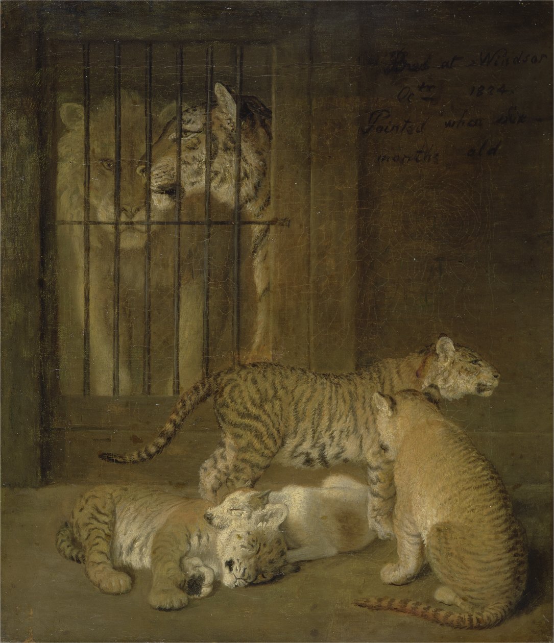 Grupp valpar som fötts upp mellan ett lejon och en tiger av Jacques Laurent Agasse