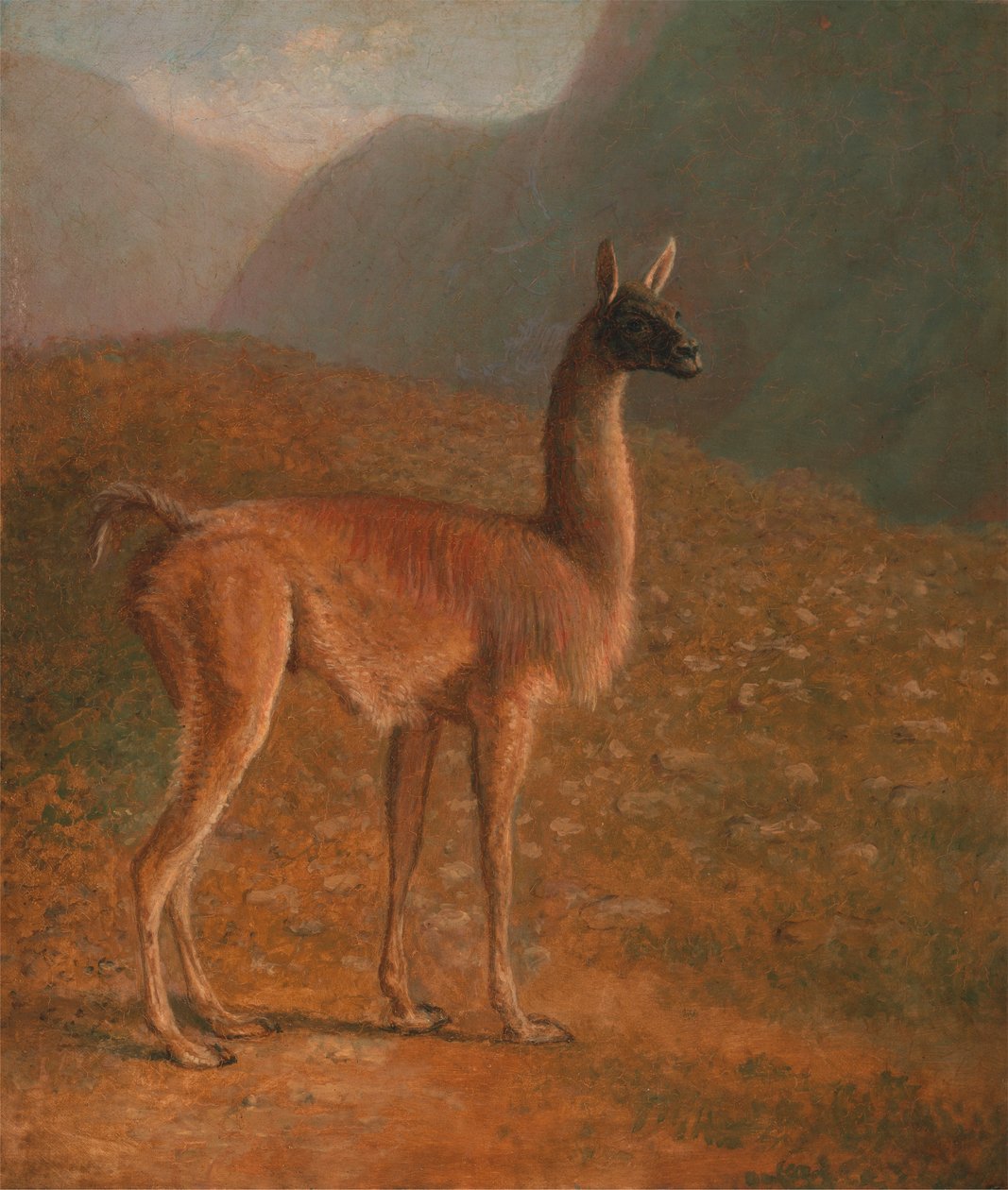 guanaco av Jacques Laurent Agasse