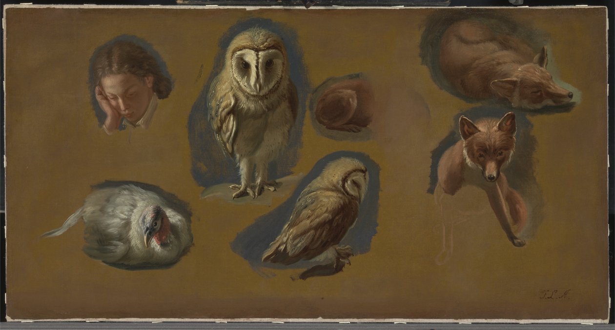 Studier av en räv, en kattuggla, en ärna och en ung manshuvud av Jacques Laurent Agasse