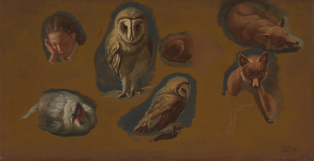 Studier av en räv, en kattuggla, en ärna och huvudet på en ung man av Jacques Laurent Agasse