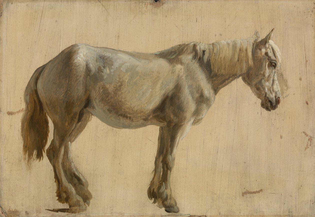 Studie av en grå häst (olja på papper) av Jacques Laurent Agasse