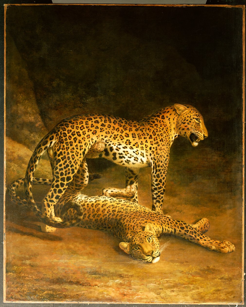 Två leoparder som ligger i Exeter Exchange, 1808 av Jacques Laurent Agasse