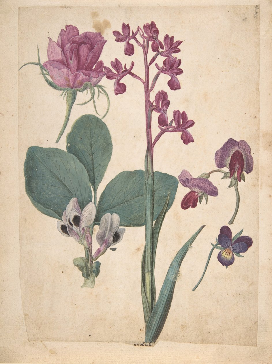 A Sheet of Studies of Flowers: A Rose, a Heartsease, a Sweet Pea, a Garden Pea..., 1500-talet. av Jacques Le Moyne