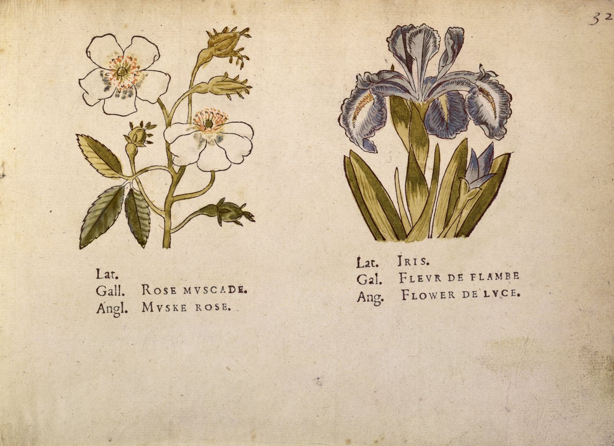 Rose och Iris, från La Clef des Champs av Jacques Le Moyne