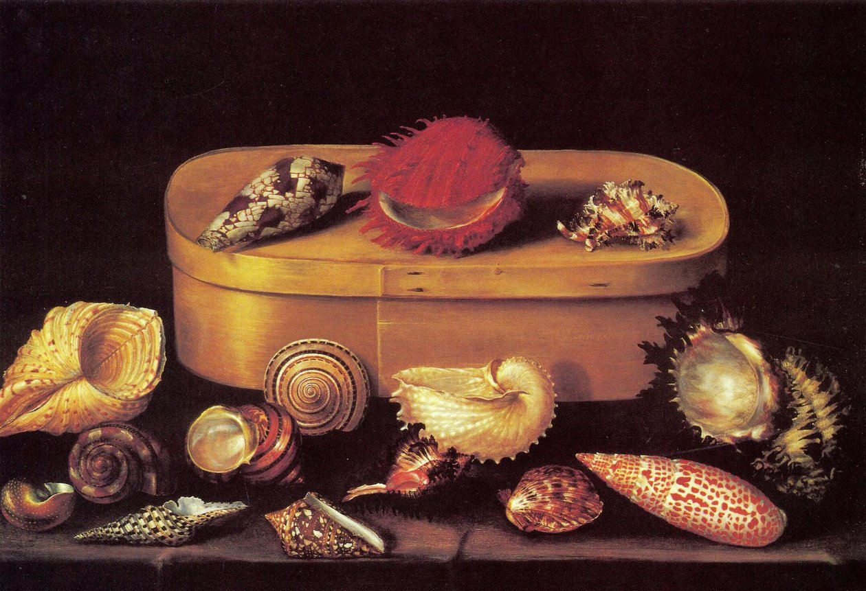 Stilleben med snäckor av Jacques Linard