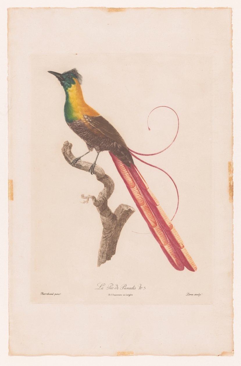 Paradisfågel på en gren La Pie de Paradis nr 5 (titel på objekt) av Jacques Louis Perée