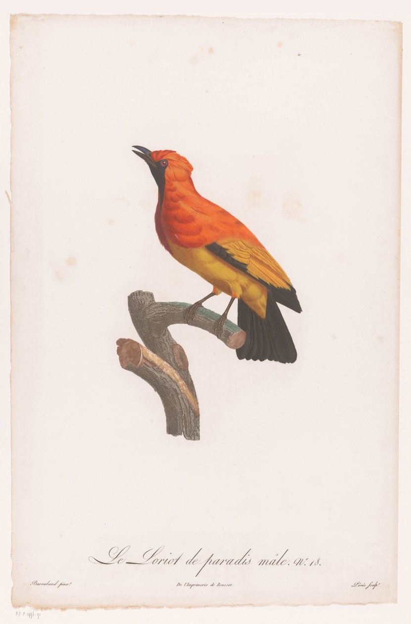 Svart-faced bowerbird på en gren Le Loriot de paradis male nr 18 (titel på objekt) av Jacques Louis Perée