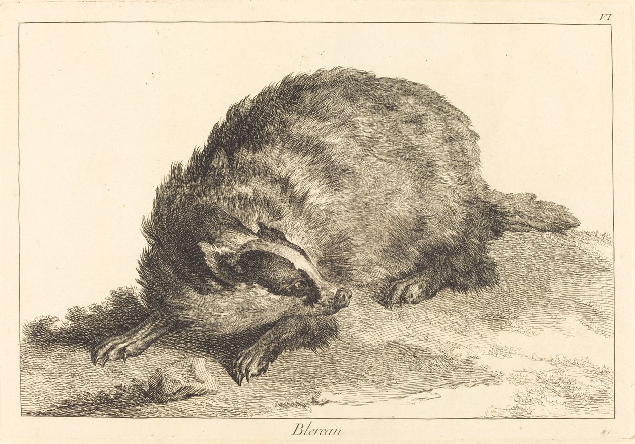 Blereau (grävling) av Jacques Philippe Le Bas and Jean Eric Rehn after Jean Baptiste Oudry