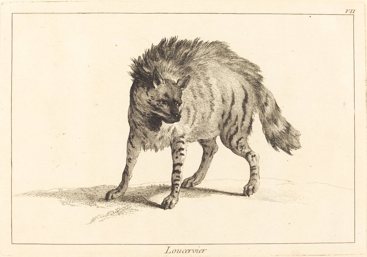Loucervier (Hyena) av Jacques Philippe Le Bas and Jean Eric Rehn after Jean Baptiste Oudry