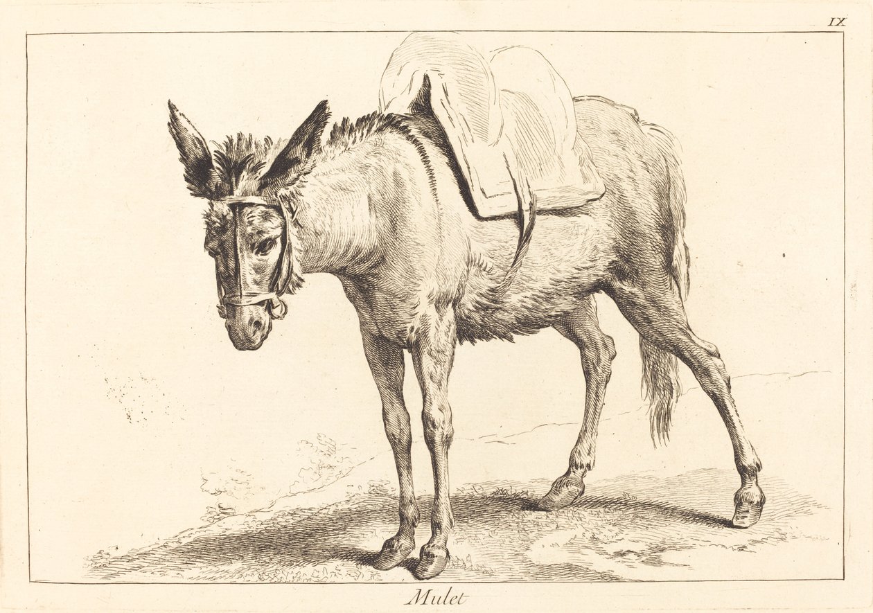 Mulet (mula eller sadlad åsna) av Jacques Philippe Le Bas and Jean Eric Rehn after Jean Baptiste Oudry