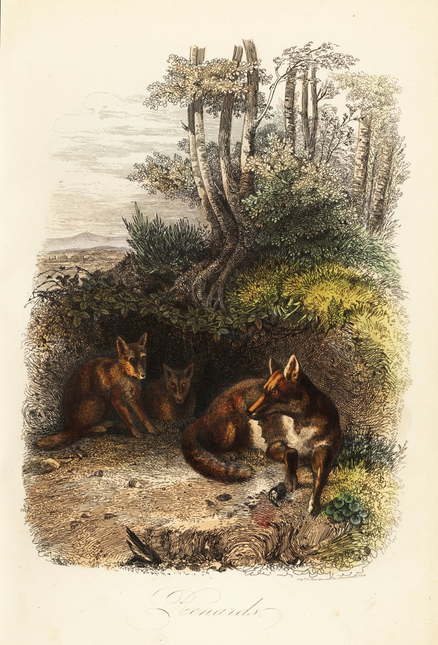 Familj av rödräv, Vulpes vulpes, utanför en håla av Jacques Raymond (after) Brascassat