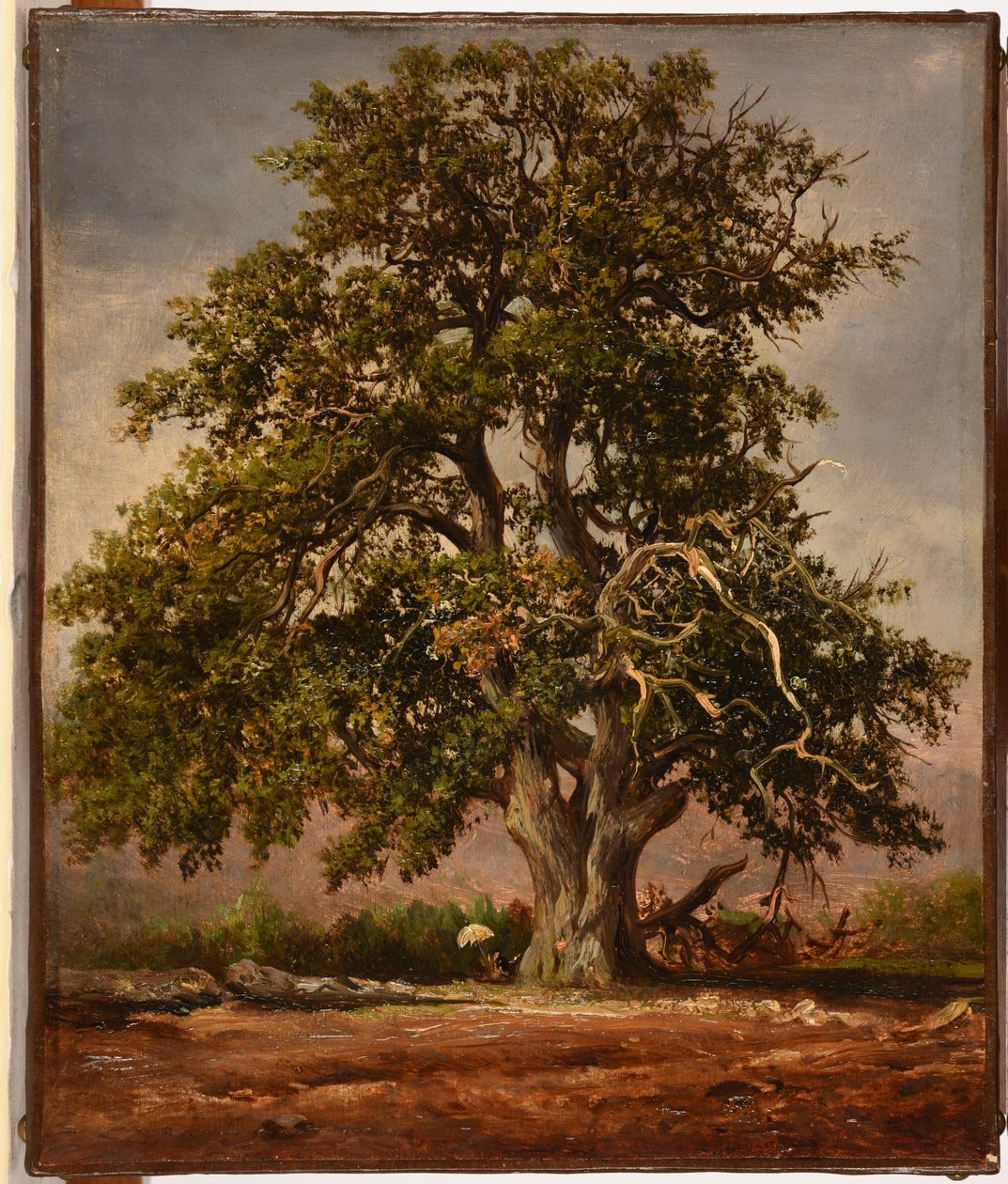 Le Vieux chêne av Jacques Raymond Brascassat