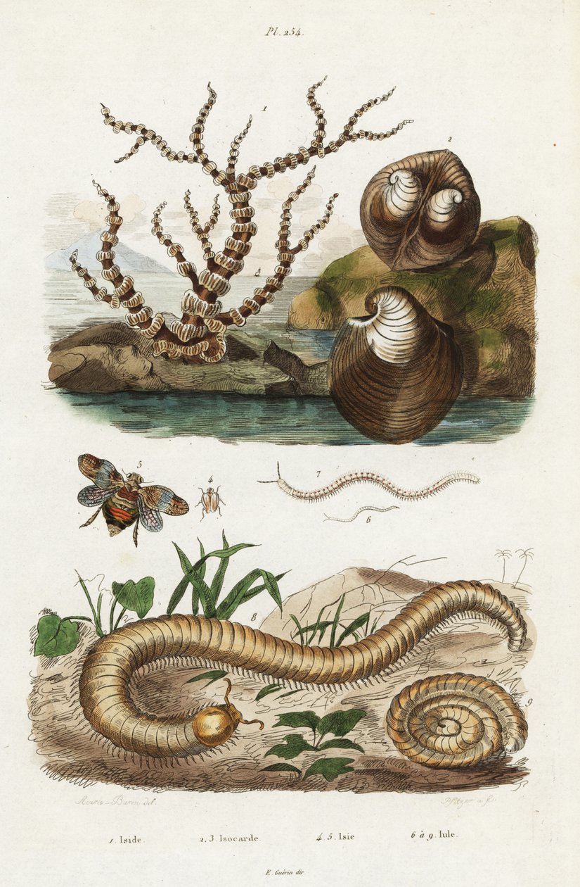 Bambukorall, oxhjärtmussla och planthoppare. av Jacques Reyne Isidore Acarie Baron