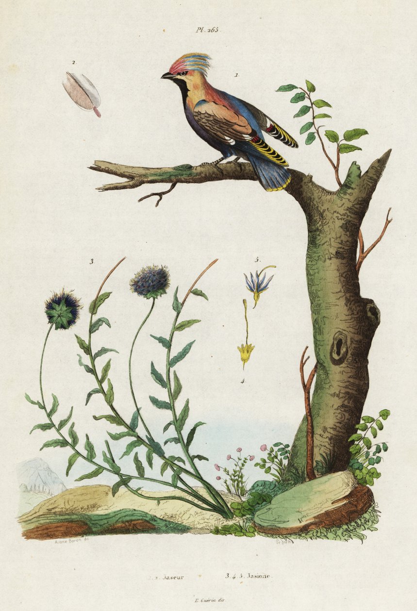 Bohemisk vaxvinge och fårbit. av Jacques Reyne Isidore Acarie Baron