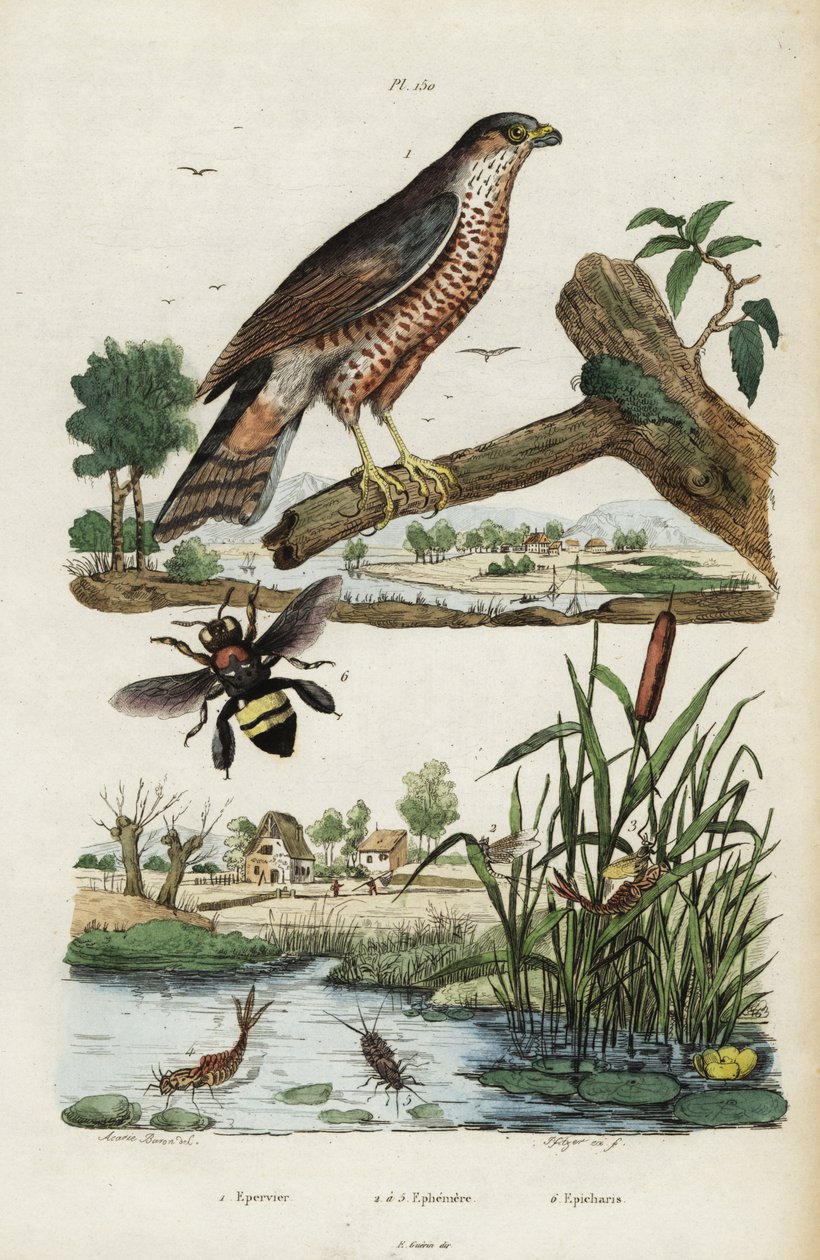 Sparvhök, majfluga och bi., 1834-1839 (gravyr) av Jacques Reyne Isidore Acarie Baron